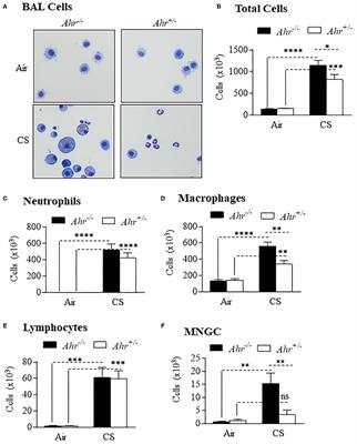 The Aryl Hydrocarbon Receptor Suppresses Chronic Smoke-Induced Pulmonary Inflammation